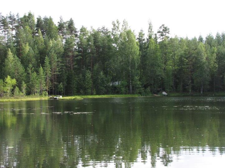 Lammen rakennetussa rantavyöhykkeestä oli paikoin todettavissa runsaasti mm. järviruokoa, ulpukkaa, lummetta ja uistinvitaa (Kuva 191.). Lammen länsi ja luoteisrannat ovat yhä varsin luonnontilaisia.