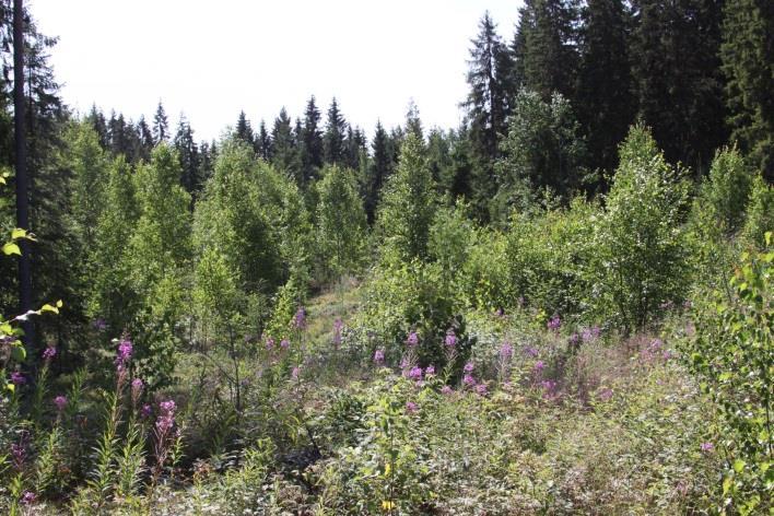 ) Välikankaanmäen osa-alue sijoittuu Peijonharjun länsi- ja eteläpuolelle, valtatie 378:n molemmille puolille.