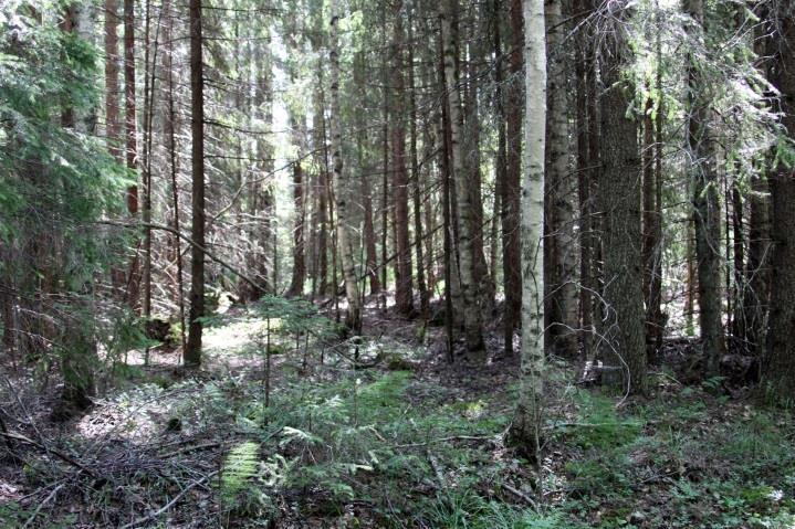 94 Alue on loivaprofiilista, alavaa maata. Alavimmilla alueilla on todettavissa soistuneisuutta (niukkalajista ojitettua korpea).