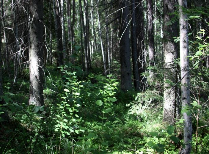 Osa-alueen pohjoisreunat on avohakattu tai siemenpuuasennossa. Kuva 207. Liito-oravalle sovelias lehtokorpi Uuhijoen varrella (LIITTEET, Kartta 6.). Kuva 208.