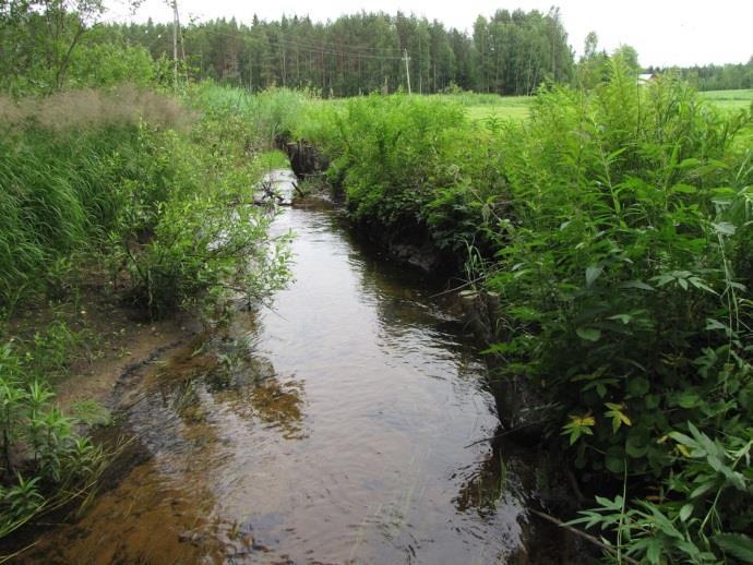 Osa-alueella ei todettu rauhoitettuja tai uhanalaisia kasvilajeja eikä uhanalaisia lintulajeja, jotka olisi otettava huomioon alueen maankäyttöä suunniteltaessa.
