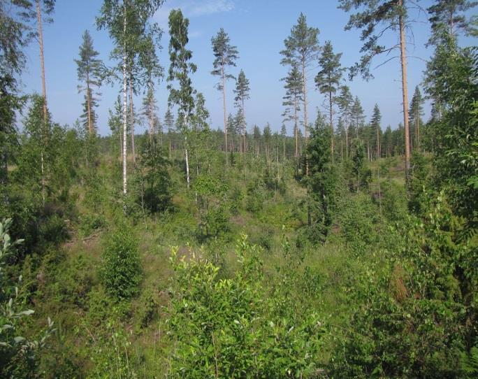 Lähempänä nykyistä Lappeenranta-Mikkeli-valtatietä rinnemaa kasvaa kookasta mänty- ja koivutaimikkoa sekä paikoin nuorta näreikköä. Osa-alueen metsät ovat tuoreita kankaita (MT).