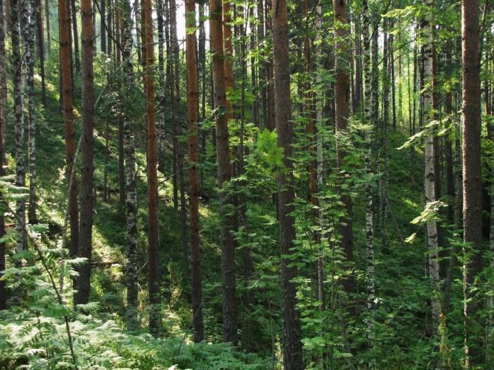 99 Suositus. Osa-alueella ei todettu uhanalaisia lintulajeja, jotka olisi otettava huomioon alueen maankäyttöä suunniteltaessa.