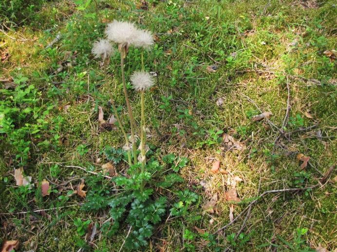 Metsätaloudelle ei ole estettä, mutta avohakkuita ja maan muokkausta tulisi kuitenkin välttää. 82. Alttarinmäki (LIITTEET, Kartta 6.