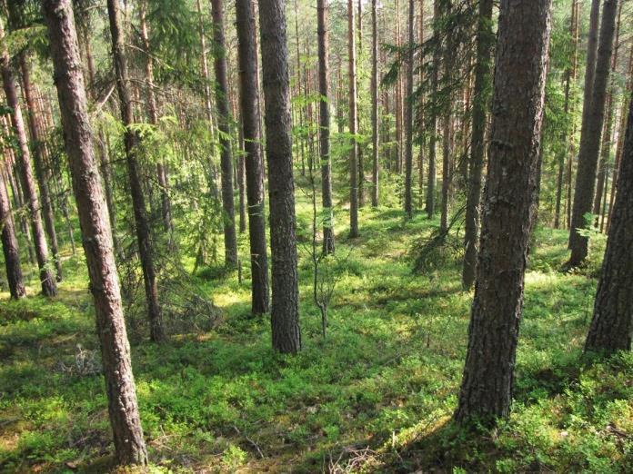 osaa. Maasto on erittäin vaihteleva muodostuen jyrkkärinteisistä harjukumpareista ja jyrkkärinteisistä, syvistä supista (Kuva 211.). Kuva 211.
