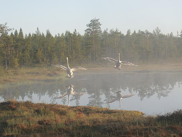 15.9.2015 Professori Kalevi