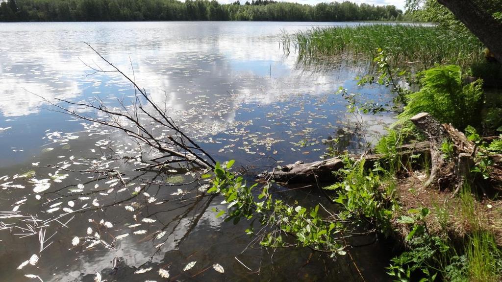 14 Kuva 3.13. Kirkkojärven luoteisosassa kasvillisuusvyöhyke on varsin leveä ja vaihteleva.