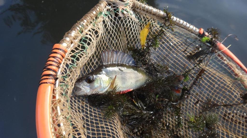 20 Kuva 4.8. Sähkökoekalastuksissa saatiin runsaasti verrattain isokokoisia ahvenia (n. 10 20 cm). 5. JOHTOPÄÄTÖKSET JA SUOSITUKSET 5.