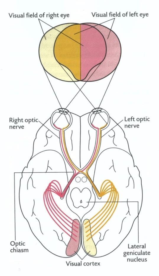 Kuva 3: Näköhermojen (optic nerve) reitti silmästä näköaivokuorelle (visual cortex).