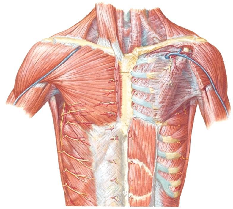 - Preparoidaan paljastunut m. pectoralis major irti alustastaaan, katkaistaan sen säikeet mediaaliosastaan ja käännetään lihas syrjään lateraalipuolelle. - Alta paljastuu ohut m. pectoralis minor.