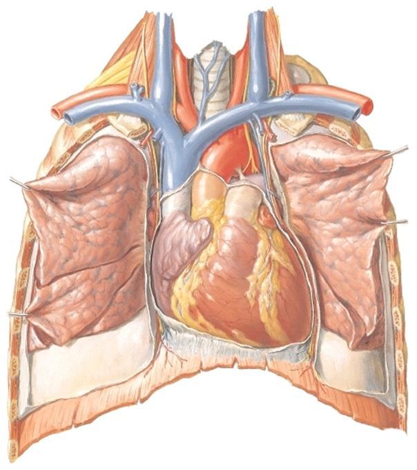 VAIHE IV: Pericardium Ennen keuhkojen poistoa kannattaa poistaa sydän. Sivuilta ja osin edestä sydäntä peittää kauhkopussista jäljelle jääneet pleuralehdykät.