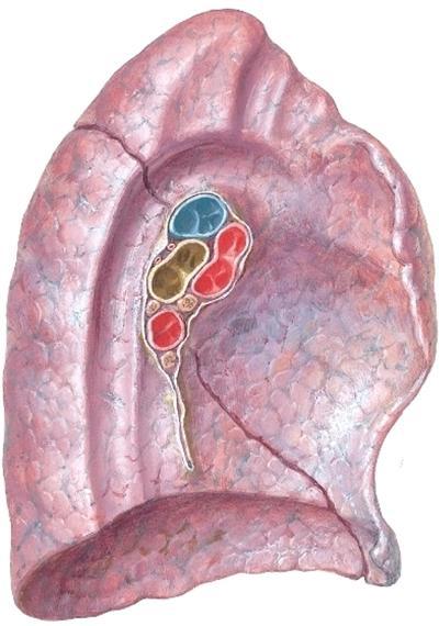 Näin näiden pintojen välille jää teräväkulmainen margo inferior, joka sopii vastaavaan recessukseen oivallisesti. Mediaalisen pinnan keskeisenä rakenteena on hilus pulmonum.