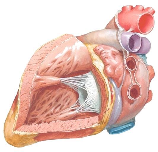 Eteisten välisessä septumissa erotat fossa ovaliksen - kokeile onko foramen ovale vielä auki! Eteiskorvakkeessa näet erityisen selvästi lihasjuosteet. Mikä on korvakkeen merkitys?