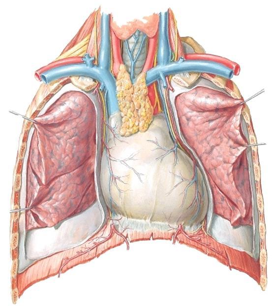 Täällä se sijaitsee välittömästi endocardiumin alla. Preparoi esille aortaläpät aortan puolelta sinus aortaessa (223, 224) sekä sepelvaltimoiden lähtökohdat.