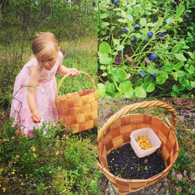 Picking wild blueberries and chanterelles in a Finnish forest.