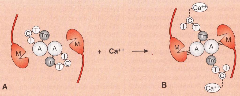 MYOSIININ JA AKTIININ