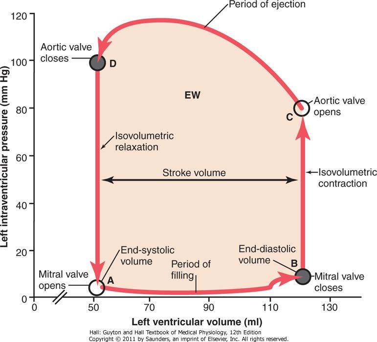Sydämen tilavuus paine diagrammi EW = vasemman kammion tekemä nettotyö (net external work output) veren