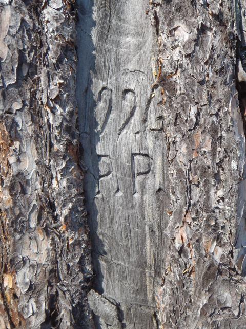 Metsähallitus, Metsätalous Juha-Pekka Joona Ivalon koillis- ja luoteispuolisten metsätalousalueiden