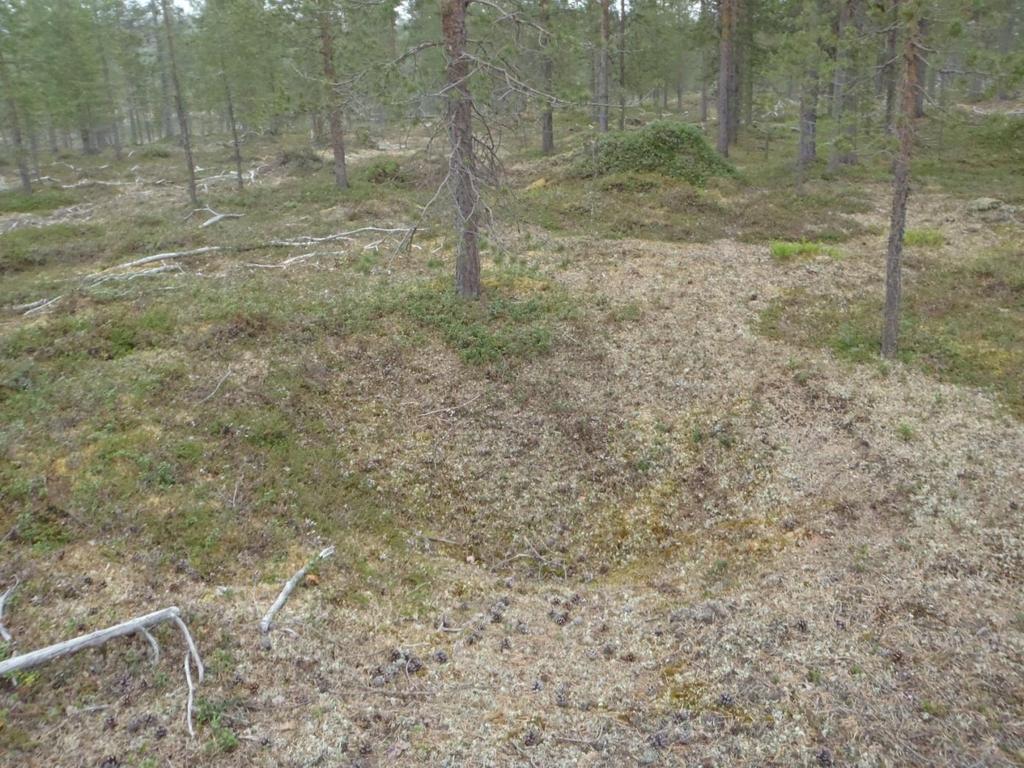 37 Tarkastukset Tila: 3 Toteutettu Laji: 6 Suojeluarvojen tarkastus Tarkastusvuosi: 2011 Tarkastuspvm: 10.6.2011 Tarkastaja: J.-P.