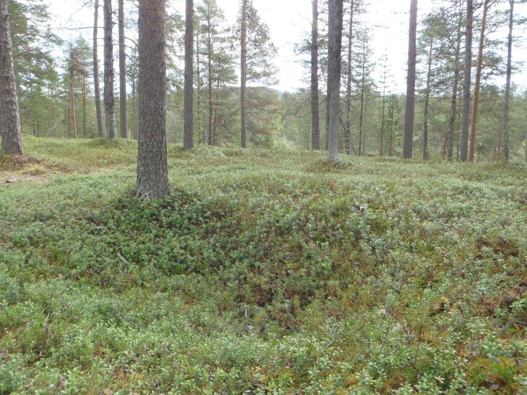 53 Lisätietoja Toimenpiteet Tarkastukset Tila: 3 Toteutettu Laji: 6 Suojeluarvojen tarkastus Tarkastusvuosi: 2011 Tarkastuspvm: 12.8.2011 Tarkastaja: J.-P.