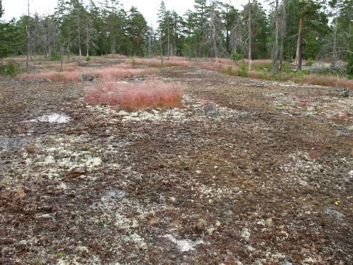 Kuva 4. Osa-alue 4 puutonta kalliota. Valokuva Pekka Routasuo Heinäkuun maastokäynnillä keskiosan kalliolla tavattiin kehrääjä lajille sopivassa pesimäympäristössä.