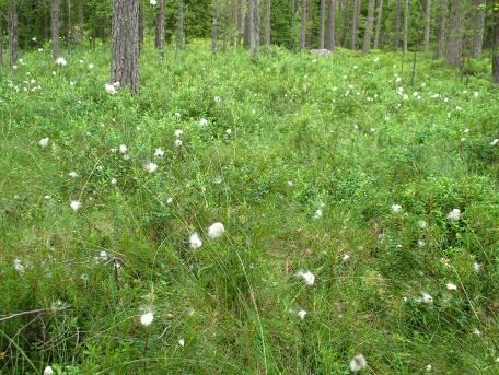 Kuva 4. Osa-alue 4 eteläosan rämettä. Valokuva Pekka Routasuo Osa-alue 5 Osa-alueen pohjois- ja itäosa on harvenneltua varttuvaa männikköä ja taimikkoa sekä avohakkuuta.
