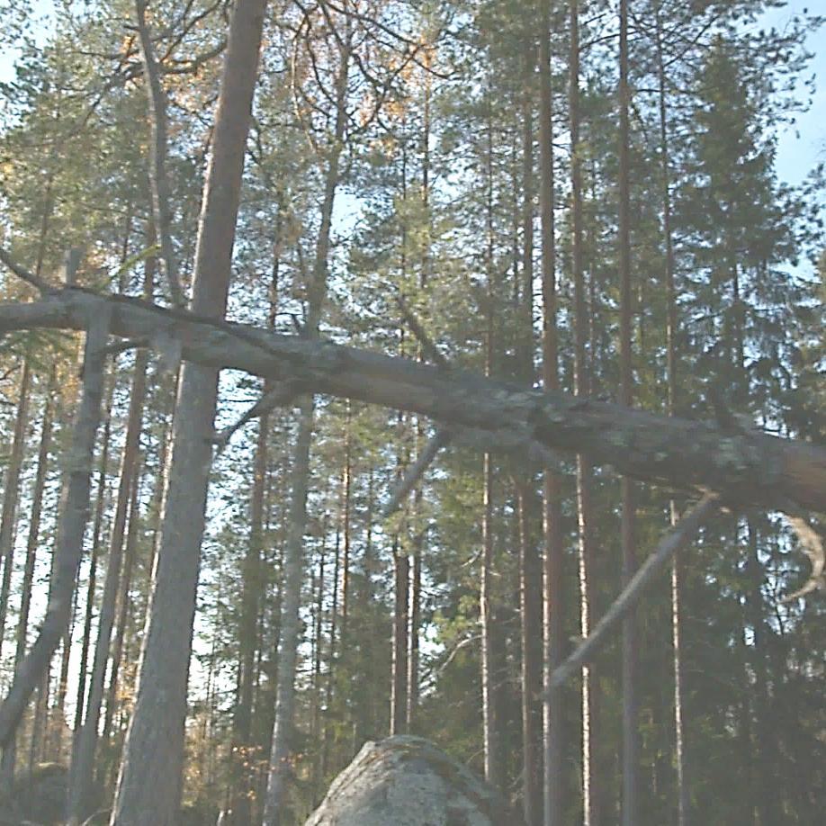 LIIKETOIMINNAN PERUSTANA KESTÄVÄ METSÄTALOUS Vastuullisuus vahvuutena ja kilpailuetuna - Mittava metsäomaisuus mahdollistaa lisäarvon luomisen monipuolisesti.