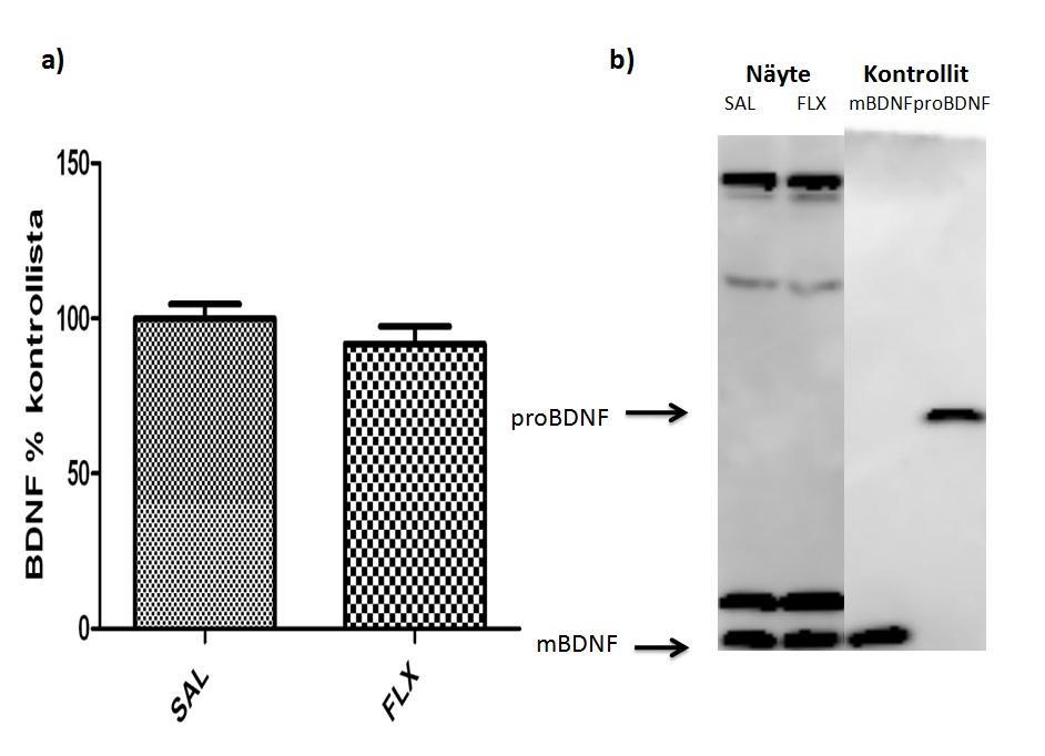 32 Kuva 8. Akuutin fluoksetiinikäsittelyn vaikutusta BDNF-proteiinin määrään hiiren hippokampus-näytteissä tutkittiin western blot-menetelmällä. Fluoksetiinikäsittely (30 mg/kg, i.p. 1 h, n=5) ei aiheuttanut muutoksia BDNF-proteiinin määrässä kontrolliryhmään (saliini, i.