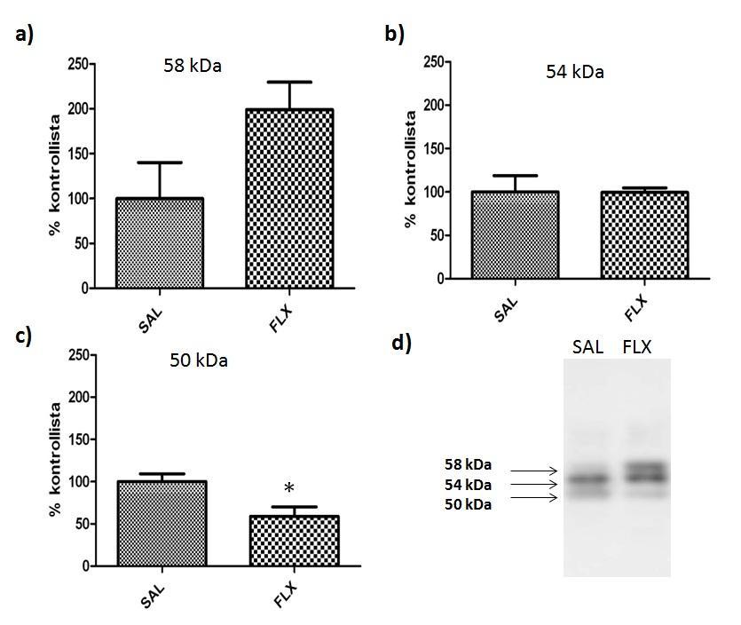 36 Kuva 11. Akuutin fluoksetiinikäsittelyn vaikutuksia kudoksen plasminogeeniaktivaattorin (tpa) proteiinipitoisuuksiin tutkittiin hiiren hippokampusnäytteistä Western blot menetelmällä.
