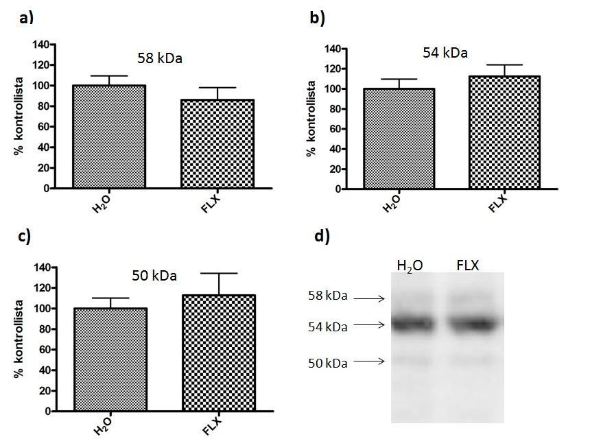 43 Kuva 17. tpa -vasta-aine tunnisti kolme erikokoista proteiinia hiiren hippokampusnäytteistä Western blot menetelmällä. A) Ylimmän proteiinin (n. 58 kda), b) keskimmäisen proteiinin (n.