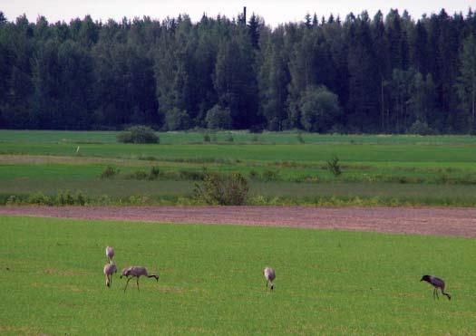 Juha Tiainen pitkäaikaisten kesantojen runsauteen, maisemarakenteen monipuolisuuteen ja pienipiirteisyyttä luovien elementtien runsauteen.