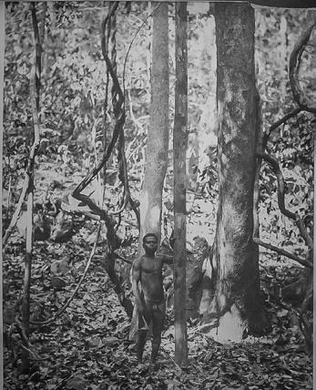 myös nimellä Andaman padauk. Osa näistä puulajeista voi olla samoja kuin Manin mainitsemat puulajit. Sageraea elliptica -puu mainitaan myös toisessa lähteessä (Kumar, et al. 2010, 62).