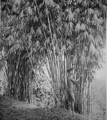 Yläkuvassa valmiita villisian metsästykseen tarkoitettuja nuolia. Kuva Maurice Portman, 1899.