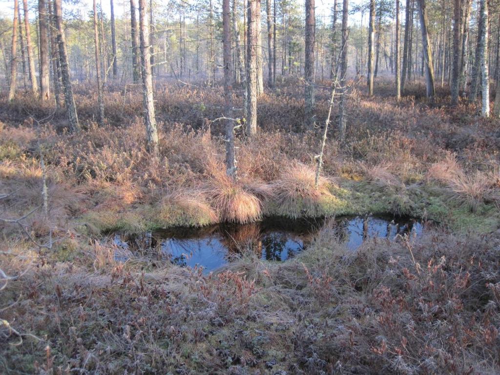 Rämäkkö oli vetistä kohmuusta ryteikköä, joka lykkäsi kaikenlaista puuta,