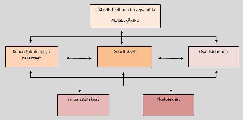 12 1) Toimintakyky ja toimintarajoitteet Ruumiin/kehon toiminnot sekä ruumiin rakenteet Suoritukset ja osallistuminen 2) Kontekstuaaliset tekijät Ympäristötekijät Yksilötekijät ICF:ssä toimintakyky