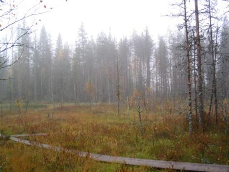 Pintavalutus Perattu laskuoja Perattu laskuoja Peratut laskuojat tai täydennysojat Laskeutusallas Mahdollinen pato tai kampaoja Pintavalutuskenttä (muoto riippuu maastonmuodoista eli veden
