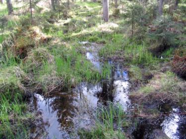 Metsätalouden vesiensuojelumenetelmät 2/3 Kunnostusojitus