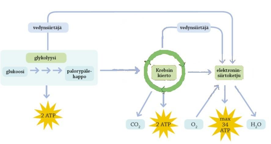 6 Glukoosilla on keskeinen asema maapallon kaikkien organismien aineenvaihdunnassa (kuva 1). Eläinsolussa glukoosia energiaksi pilkkovan reaktioketjun ensimmäistä vaihetta kutsutaan glykolyysiksi.