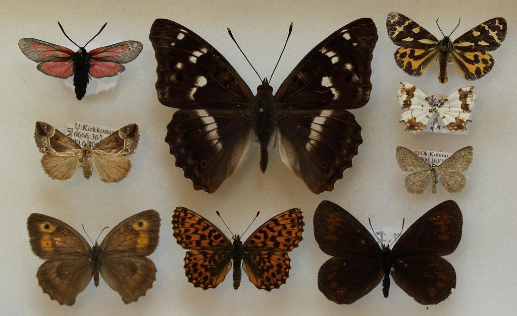 19 Toinen havaittu päiväaktiivinen perhoslaji on punatäpläperhosiin (Zygaenidae) kuuluva juovapunatäplä (Zygaena osterodensis). Havaittu yksilö on kuvassa 7.