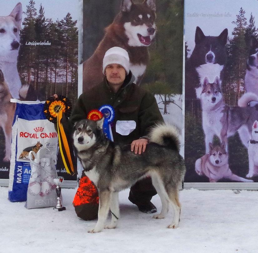 BIS 3 LSL N NONI FI21424/14 UUDET VALIOT 2016 VENÄLÄIS EUROOPPALAINEN LAIKA SUOMEN KÄYTTÖVALIOT, KANSAINVÄLISET KÄYTTÖVALIOT JA MUIDEN MAIDEN KÄYTTÖVALIOT FI KVA GRANITSAN OBRAZTONII ER49448/10