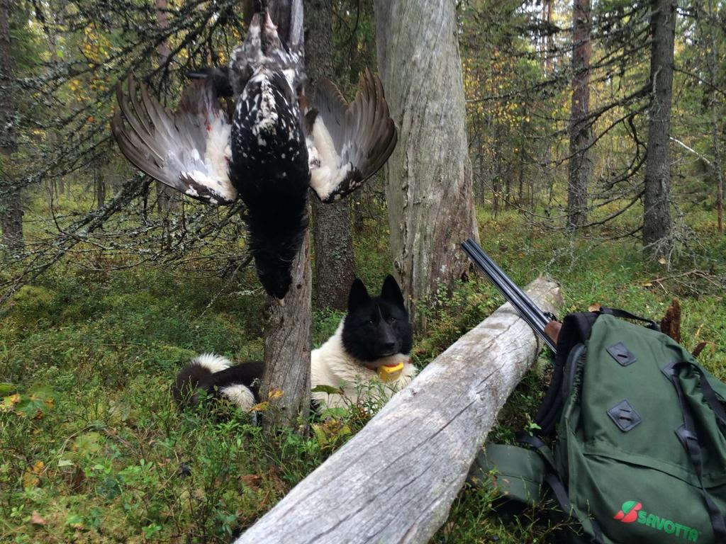 2.04.2016 Kemijärvi Matti Palojärvi NUO EH, NUK1 Mittasuhteiltaan oikea. Valkoinen mustin korvin. Oikealinjainen, hieman kevytkuonoinen pää, hyväasentoiset korvat. Hyvä selkä.