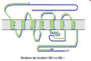 CB1-reseptori CB2-reseptori 