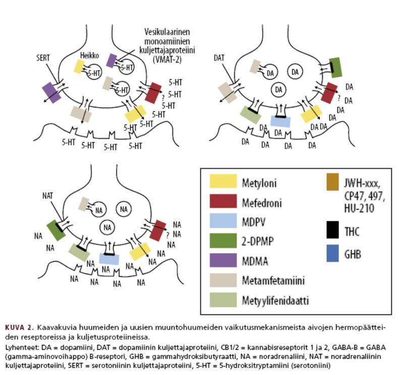 MUUNTOHUUMEITA Amfetamiinijohdannaisia: MDMA metyleenidioksimetamfetamiini (ekstaasi) MDA metyleenidioksiamfetamiini 4-MTA 4-metyylitioamfetamiini 2-CB 4-bromi-2,5-dimetoksifenyylietyyliamiini