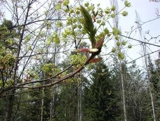 Arboretumin kasvillisuuden hoito ja kehittäminen Arboretumista on laadittu hoitosuunnitelma, jossa on annettu ohjeet mm. kasvillisuuden, kulkuväylien ja rakenteiden hoidosta ja hoitoluokista.