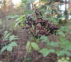 Sorbus aria, saksanpihlaja Saksanpihlaja on noin 5 m korkea kapeahkolatvuksinen puu. Lehdet eivät ole parilehdykkäisiä, vaan lehtilapa on puikea - soikea.