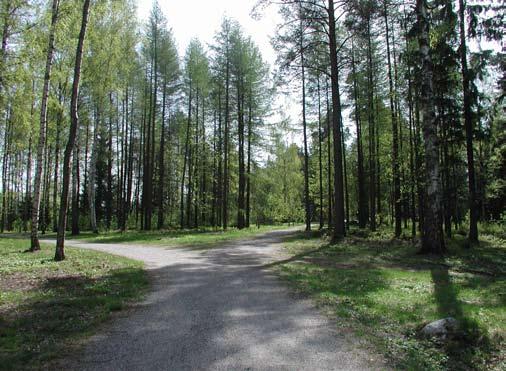 HAKEMISTO Nimikyltein varustetut kasvit Kuvio/ kasvin numero m: metsätaimena istutettu puu Havupuut Abies amabilis, purppurapihta, 2/1 Abies balsamea, palsamipihta, 7/1 Abies concolor, harmaapihta,