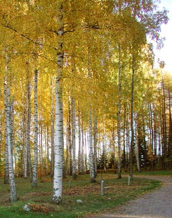 Arboretumin merkitys Arboretumien tarkoituksena on esitellä ja opettaa kasvilajeja eri kohderyhmille, muun muassa koululaisille, kotipuutarhureille ja alan ammattilaisille.