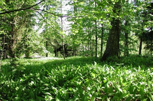 Samalla alue toimii osana laajempaa viheralueverkostoa puistokäytävineen ja polkuineen.