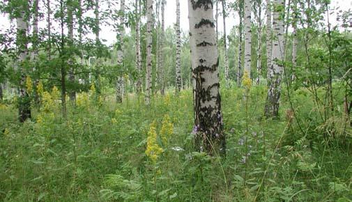 Yksittäinen komea tuomi ja pihlaja alueen länsireunassa säästetään. Havukasvit 1. Abies amabilis, purppurapihta 2. Abies concolor, harmaapihta 3. Abies holophylla, ussurinpihta 4.