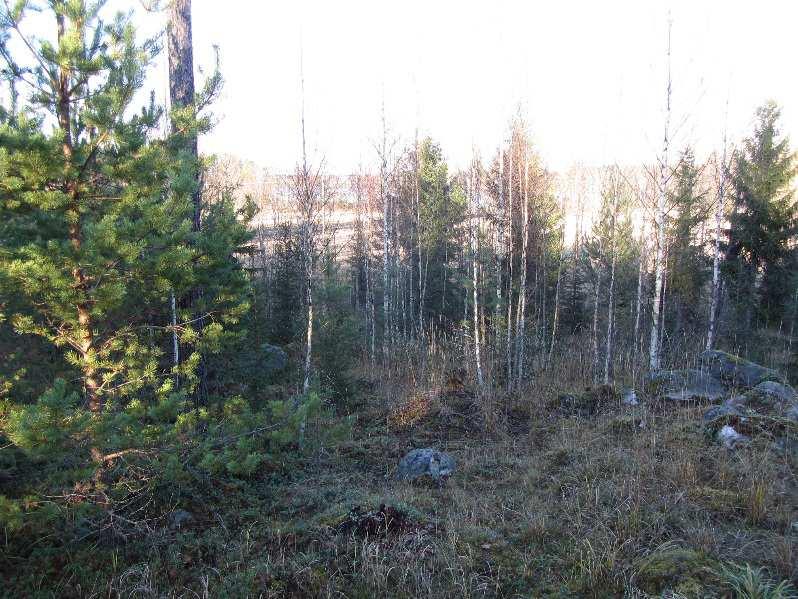 Toivolan tilan uuden asuinrakennuksen paikaksi suunniteltu mäkialue kohoaa n. 5-10 m lähiympäristöstään. Tilan puusto on pääosin nuorta männyn ja koivun taimikkoa.